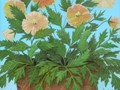 islandmohn| 2010 | 40 cm x 35 cm